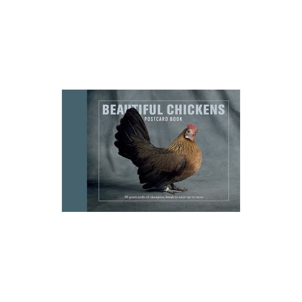 Beautiful Chickens Postcard Book