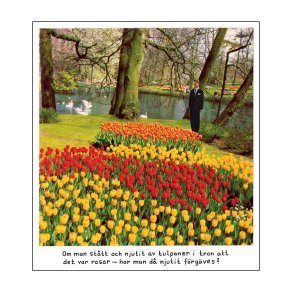 Magnet - Jan Stenmark 'Tulpaner'